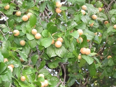 Sarcomphalus joazeiro