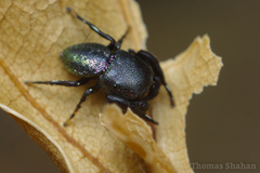 Sassacus cyaneus