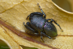 Sassacus cyaneus