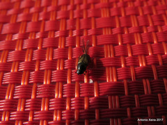 Aphodius