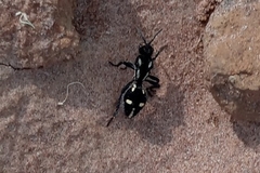 Traumatomutilla vidua