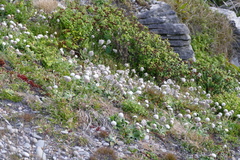 Craspedia uniflora