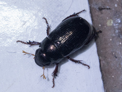 Coleoptera