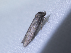 Blastobasinae