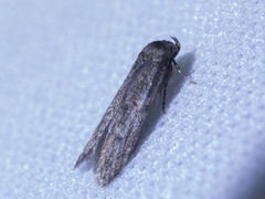 Blastobasinae