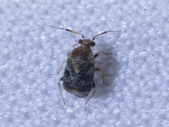 Miridae