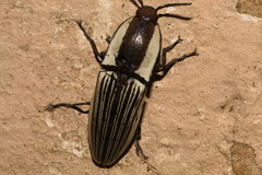 Chalcolepidius zonatus