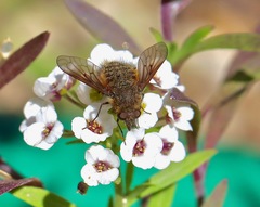 Conophorus nigripennis