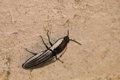 Chalcolepidius zonatus