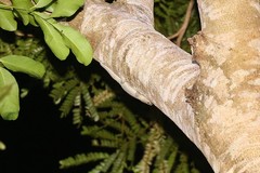 Bavayia