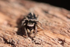 Habronattus schlingeri