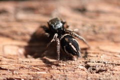 Habronattus schlingeri