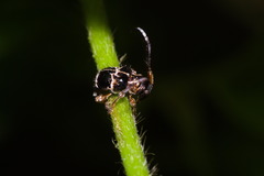 Tessarecphora arachnoides