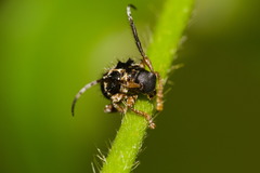 Tessarecphora arachnoides