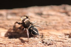 Habronattus schlingeri