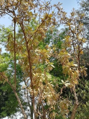 Bocconia arborea