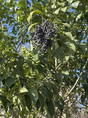 Angiospermae