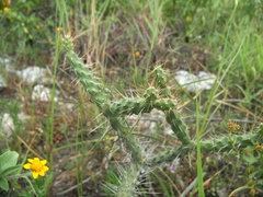 Opuntia pubescens