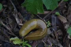 Ariolimax brachyphallus