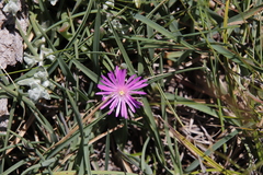 Delosperma basuticum