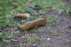 Ariolimax brachyphallus