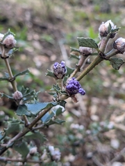 Ceanothus divergens