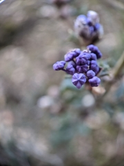 Ceanothus divergens