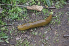 Ariolimax brachyphallus