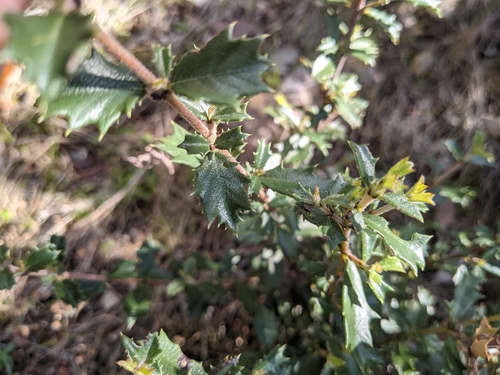 Image of Ceanothus divergens by no rights reserved