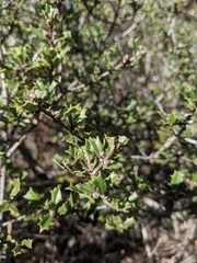 Ceanothus divergens