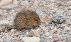 Oxymycterus rufus