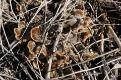 Auricularia mesenterica