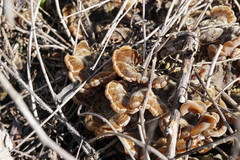 Auricularia mesenterica