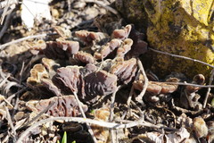 Auricularia mesenterica