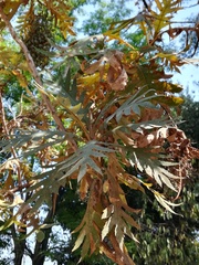 Bocconia arborea