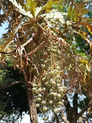 Bocconia arborea