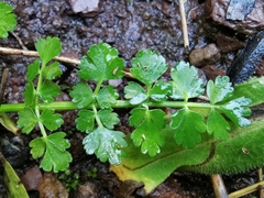 Oenanthe pimpinelloides