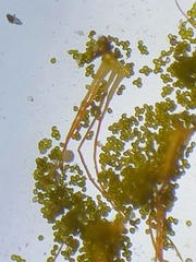 Aloina aloides