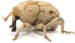 Elaeagna squamibunda