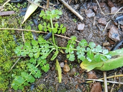 Oenanthe pimpinelloides