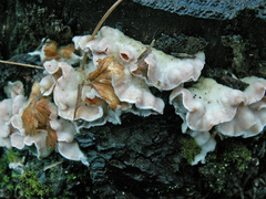 Skeletocutis amorpha