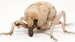 Elaeagna squamibunda