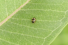 Brachiacantha uteella