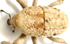 Elaeagna squamibunda