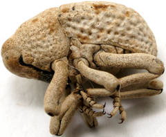 Elaeagna squamibunda