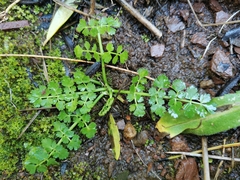 Oenanthe pimpinelloides