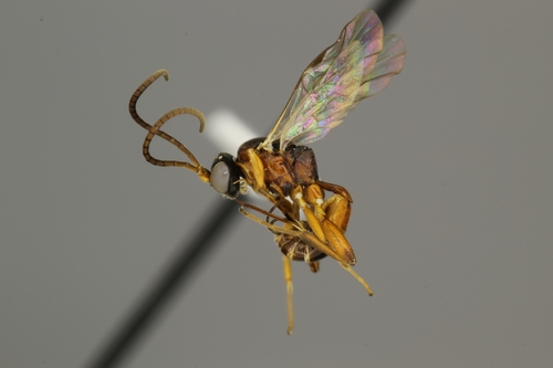 Dichrogaster crassa