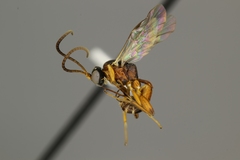 Dichrogaster crassa