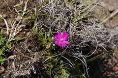 Delosperma basuticum