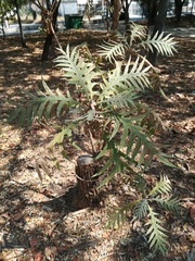Bocconia arborea